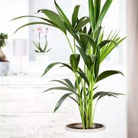 Howea fosteriana extra