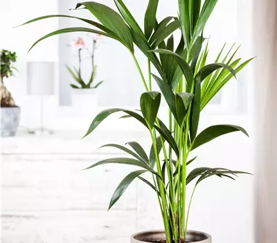Howea fosteriana extra