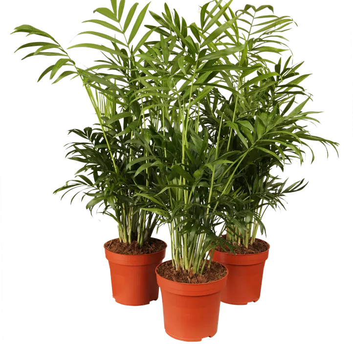 Kentiapalme Kentiapalme