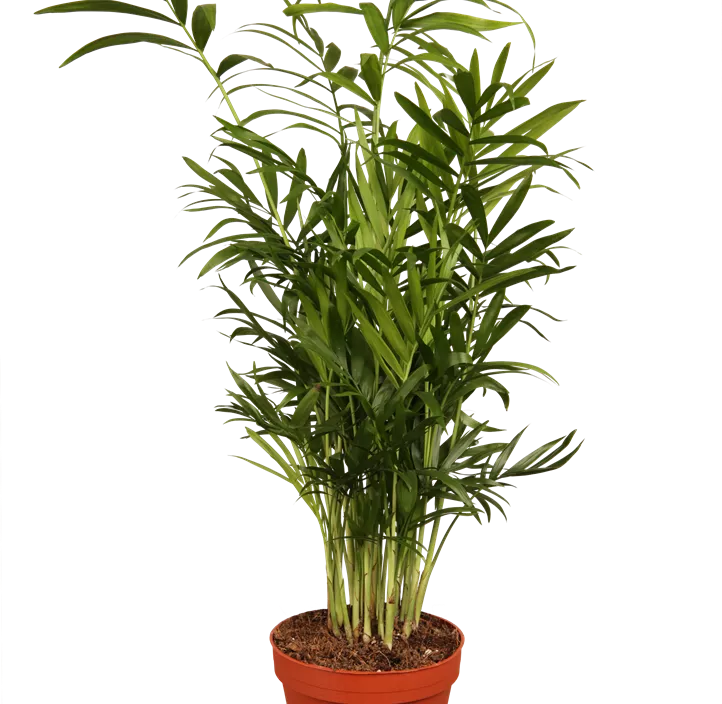 Kentiapalme Kentiapalme