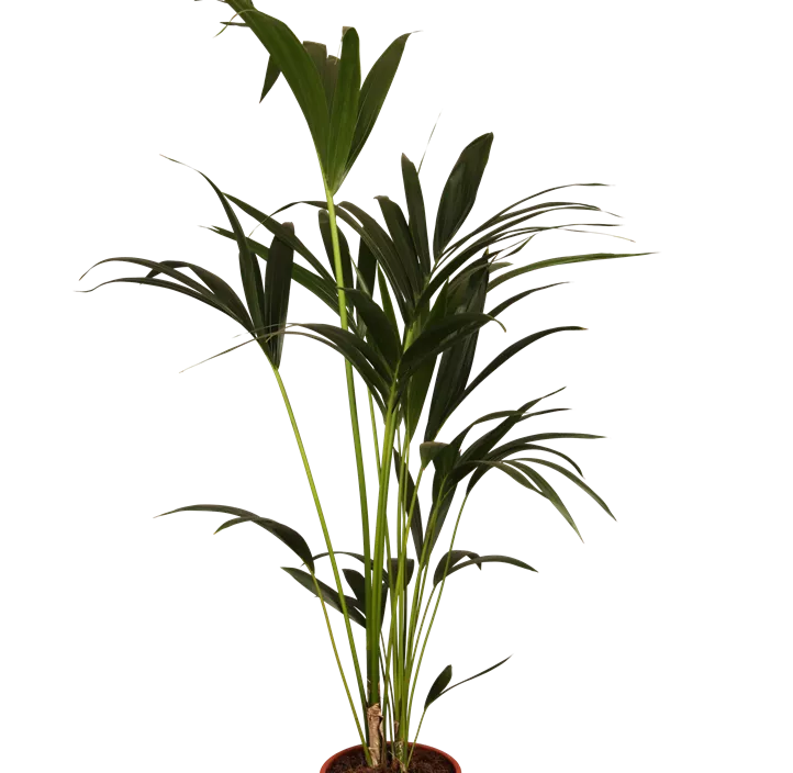 Kentiapalme Kentiapalme