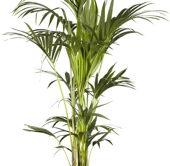 Kentiapalme Kentiapalme