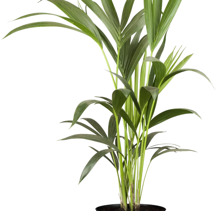 Kentiapalme Kentiapalme