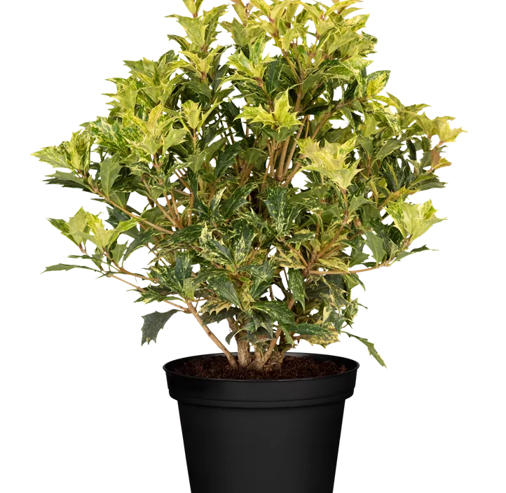 Duftblüte 'Goshiki' Duftblüte 'Goshiki'