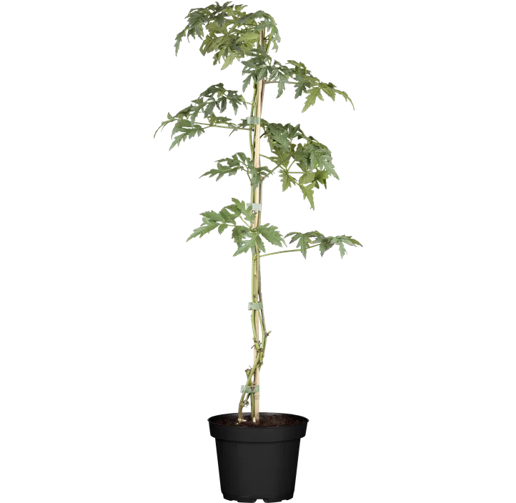 Brombeere 'Thornless Evergreen'