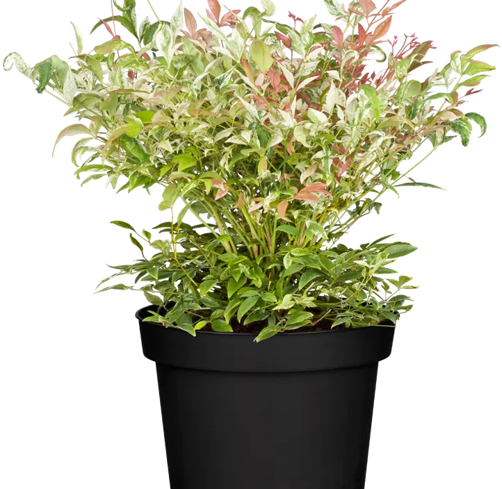 Heiliger Bambus 'Twilight'