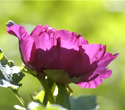 Paeonia Itoh Mix