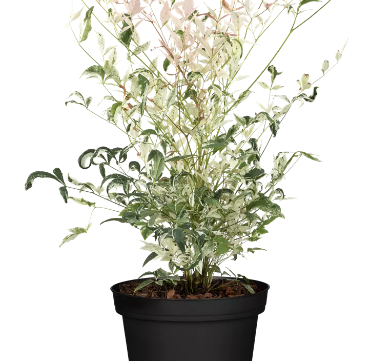 Heiliger Bambus 'Twilight'