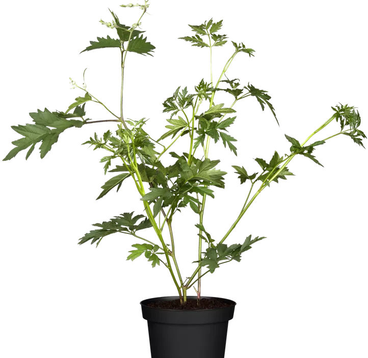 Brombeere 'Thornless Evergreen' Brombeere 'Thornless Evergreen'