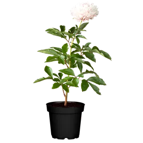 Paeonia lactiflora 'Sarah Bernhard'