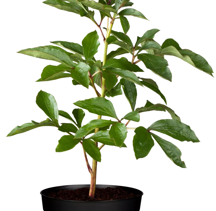 Asiatische Pfingstrose