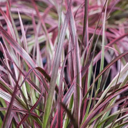 Pennisetum setaceum Fireworks