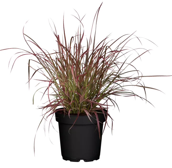 Federborstengras 'Fireworks'(s) Federborstengras 'Fireworks'(s)