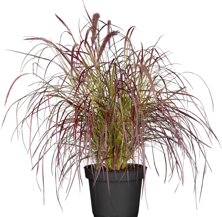 Federborstengras 'Fireworks'(s) Federborstengras 'Fireworks'(s)