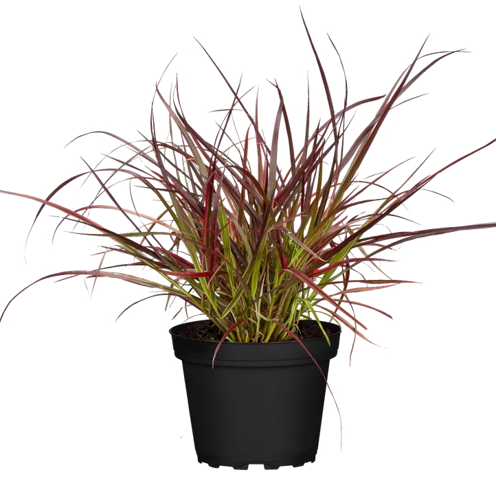 Federborstengras 'Fireworks'(s) Federborstengras 'Fireworks'(s)