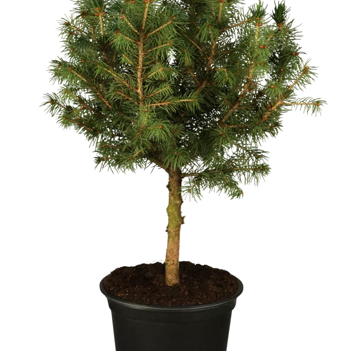 Zuckerhut-Fichte 'Conica' Zuckerhut-Fichte 'Conica'