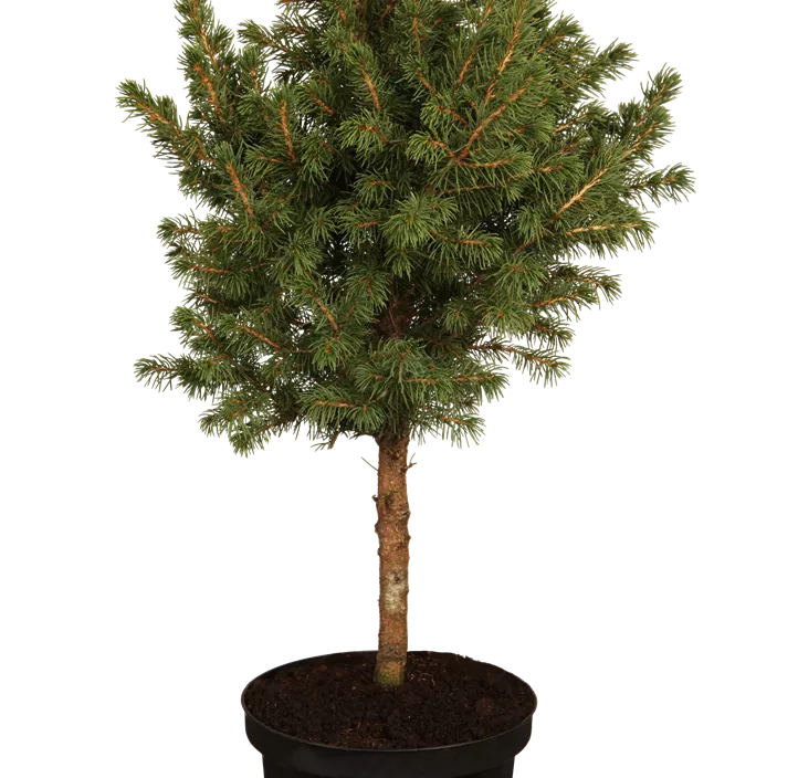 Zuckerhut-Fichte 'Conica' Zuckerhut-Fichte 'Conica'