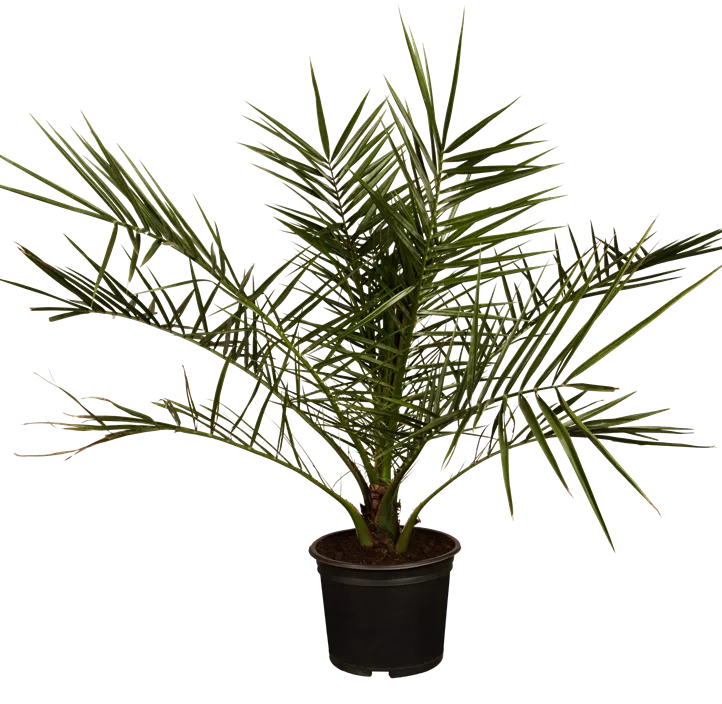 Zwerg-Dattelpalme