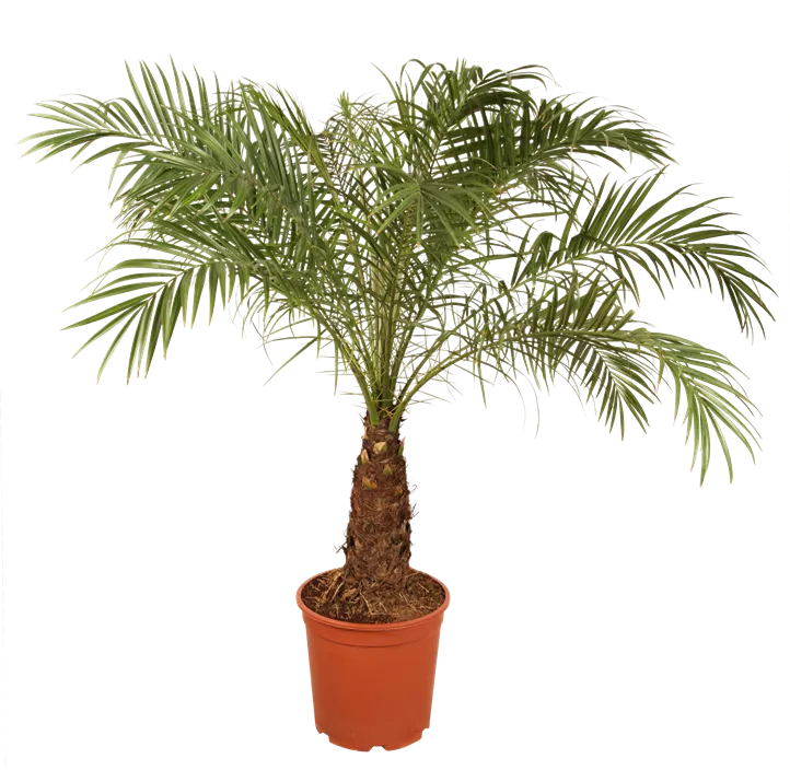 Zwerg-Dattelpalme