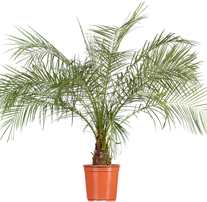 Zwerg-Dattelpalme