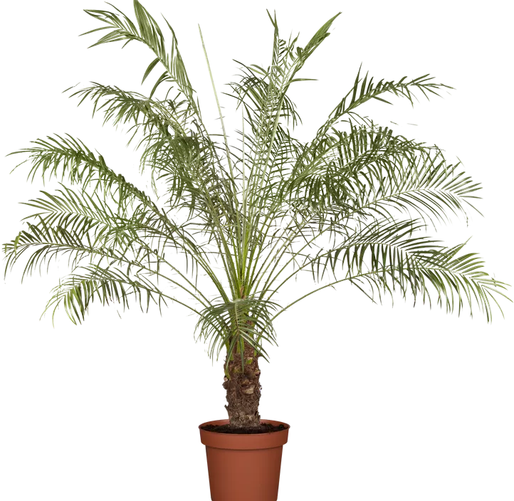 Zwerg-Dattelpalme