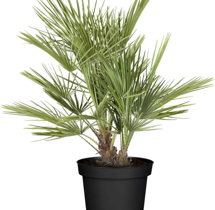 Zwerg-Dattelpalme