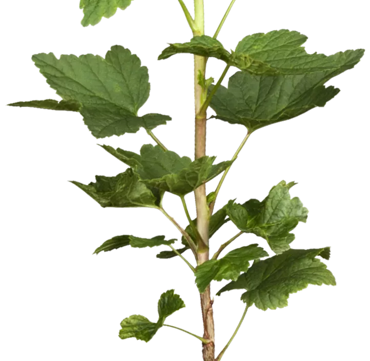 Johannisbeere Sorte 'Jonkheer van Tets' Johannisbeere Sorte 'Jonkheer van Tets'