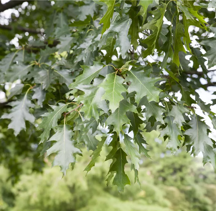 Lebensbaum Amerikanische Roteiche