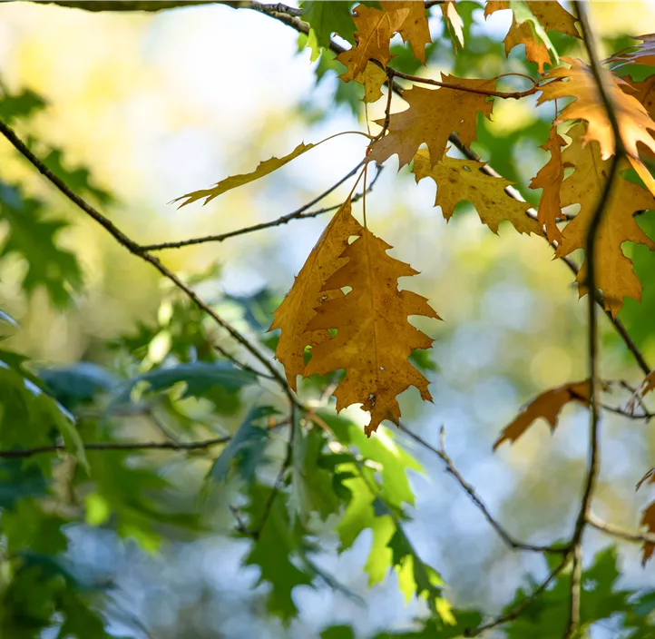 Lebensbaum Amerikanische Roteiche