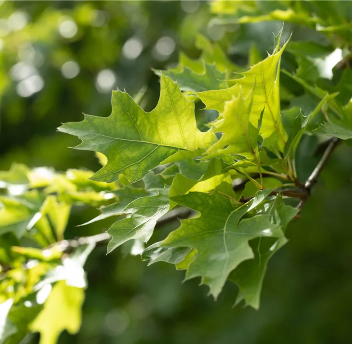 Lebensbaum Amerikanische Roteiche