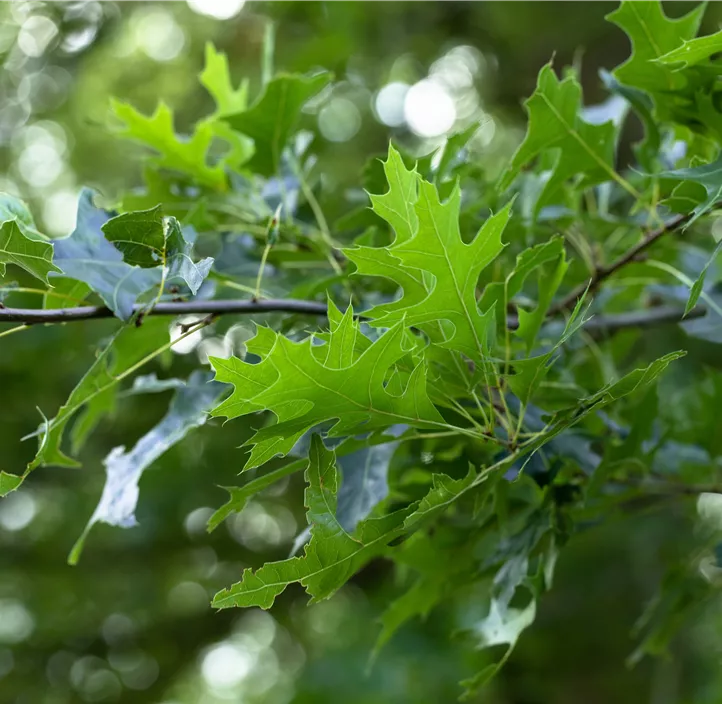 Lebensbaum Amerikanische Roteiche
