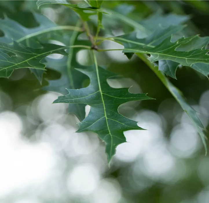 Lebensbaum Amerikanische Roteiche