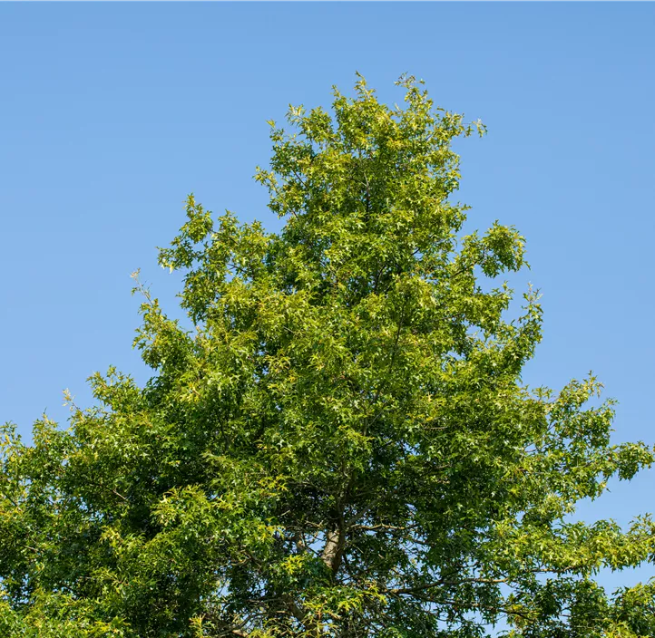 Lebensbaum Amerikanische Roteiche