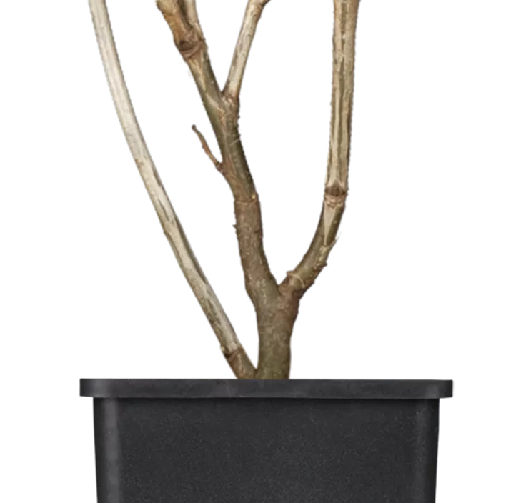 Johannisbeere Sorte 'Jonkheer van Tets' Johannisbeere Sorte 'Jonkheer van Tets'