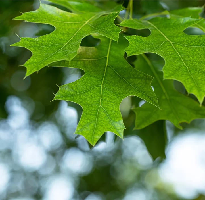 Lebensbaum Amerikanische Roteiche