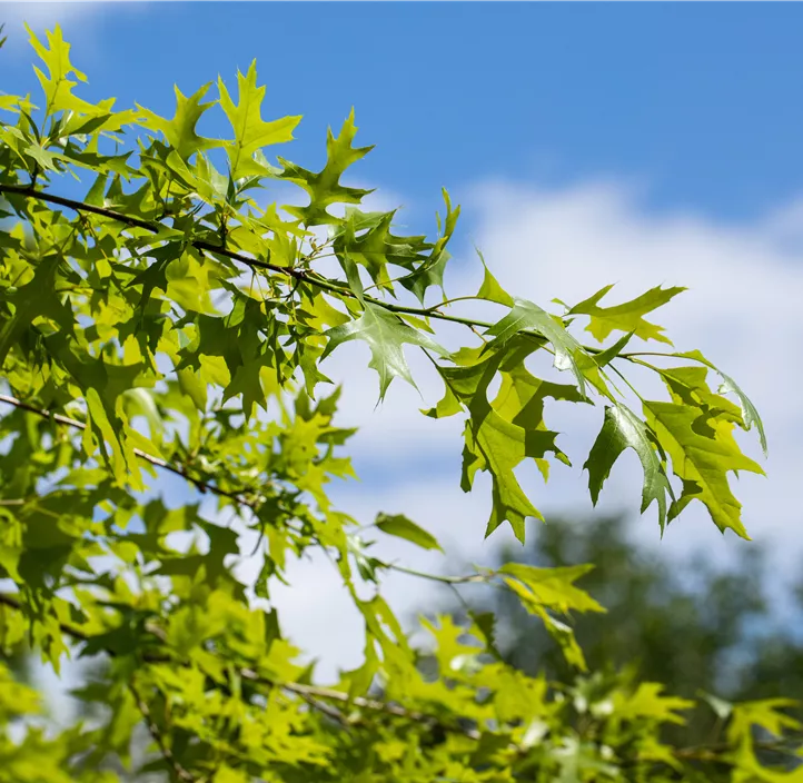 Lebensbaum Amerikanische Roteiche