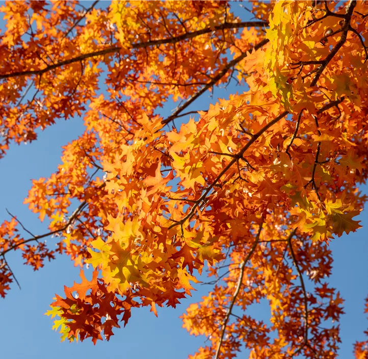 Lebensbaum Amerikanische Roteiche