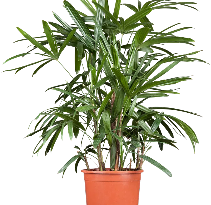 Hohe Steckenpalme Hohe Steckenpalme