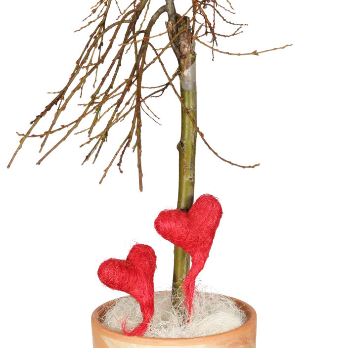 Lebensbaum Salweide Lebensbaum Salweide