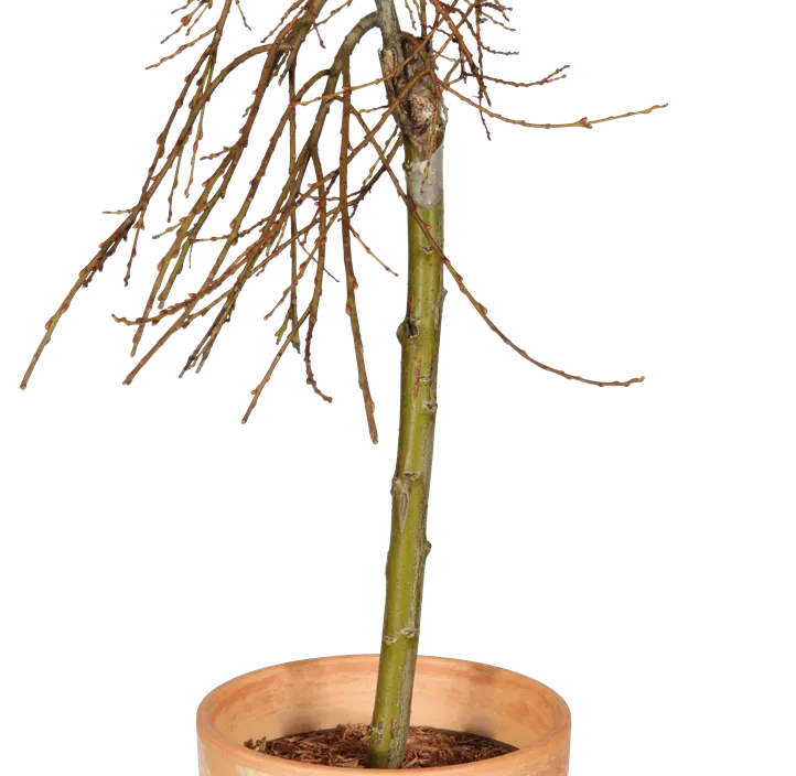 Lebensbaum Salweide Lebensbaum Salweide