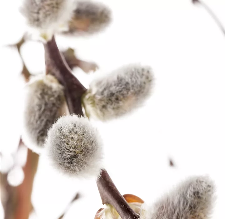 Lebensbaum Salweide Lebensbaum Salweide