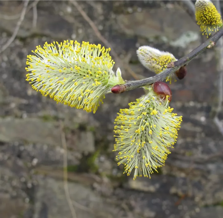 Lebensbaum Salweide Lebensbaum Salweide
