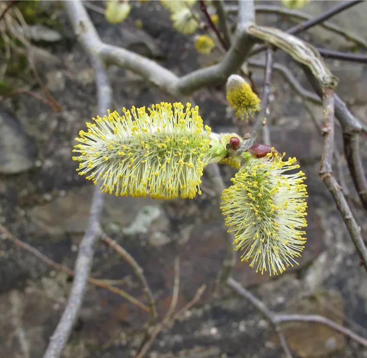 Lebensbaum Salweide Lebensbaum Salweide