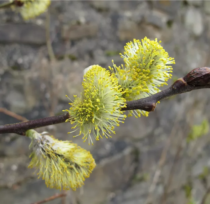 Lebensbaum Salweide Lebensbaum Salweide