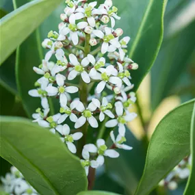 Skimmia japonica Finchy