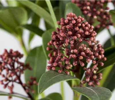 Skimmia japonica Rubella