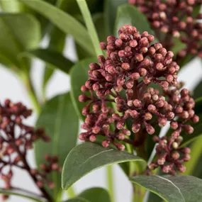 Skimmia jap. Rubella