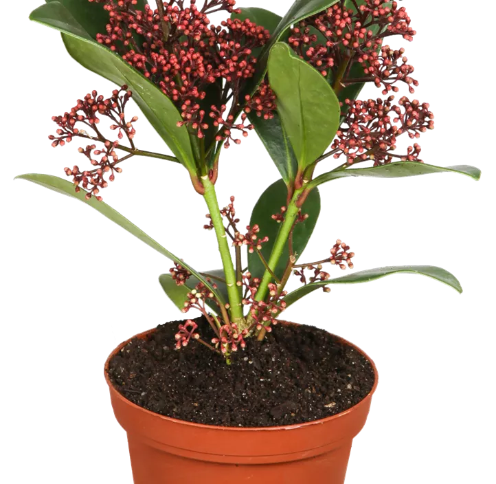 Japanische Blütenskimmie 'Rubella' Japanische Blütenskimmie 'Rubella'