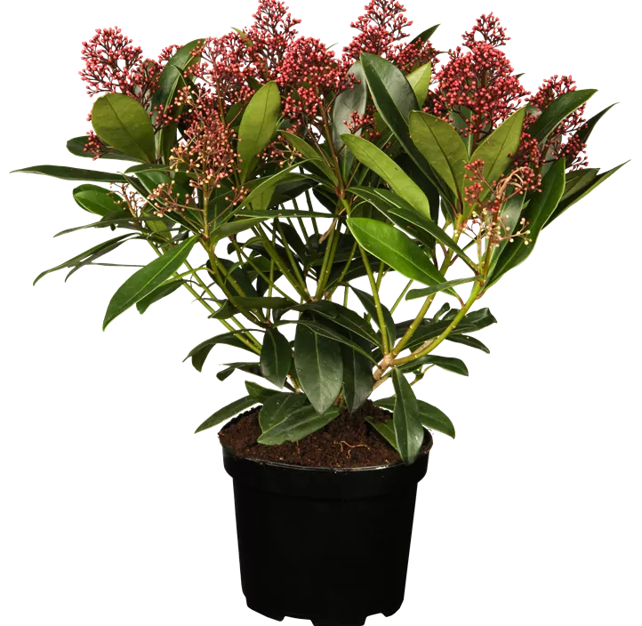 Japanische Blütenskimmie 'Rubella' Japanische Blütenskimmie 'Rubella'