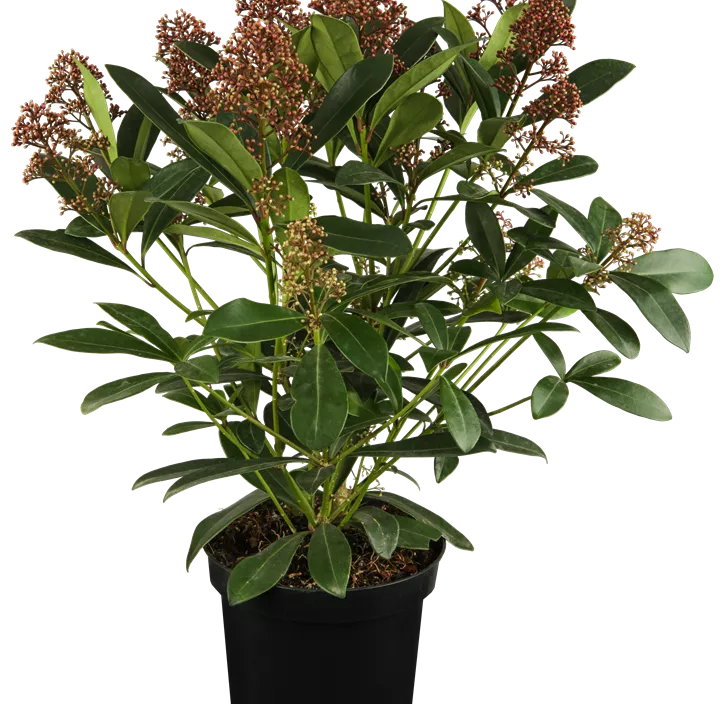 Japanische Blütenskimmie 'Rubella' Japanische Blütenskimmie 'Rubella'